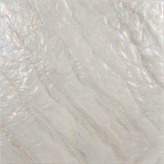 珍珠貝白